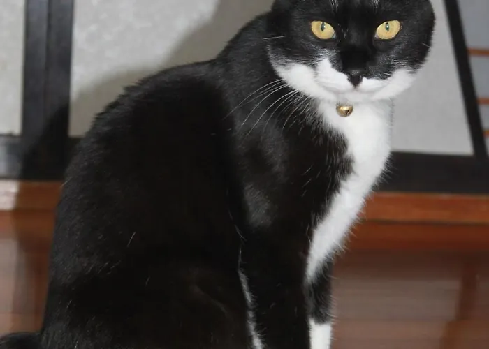 Rosencat